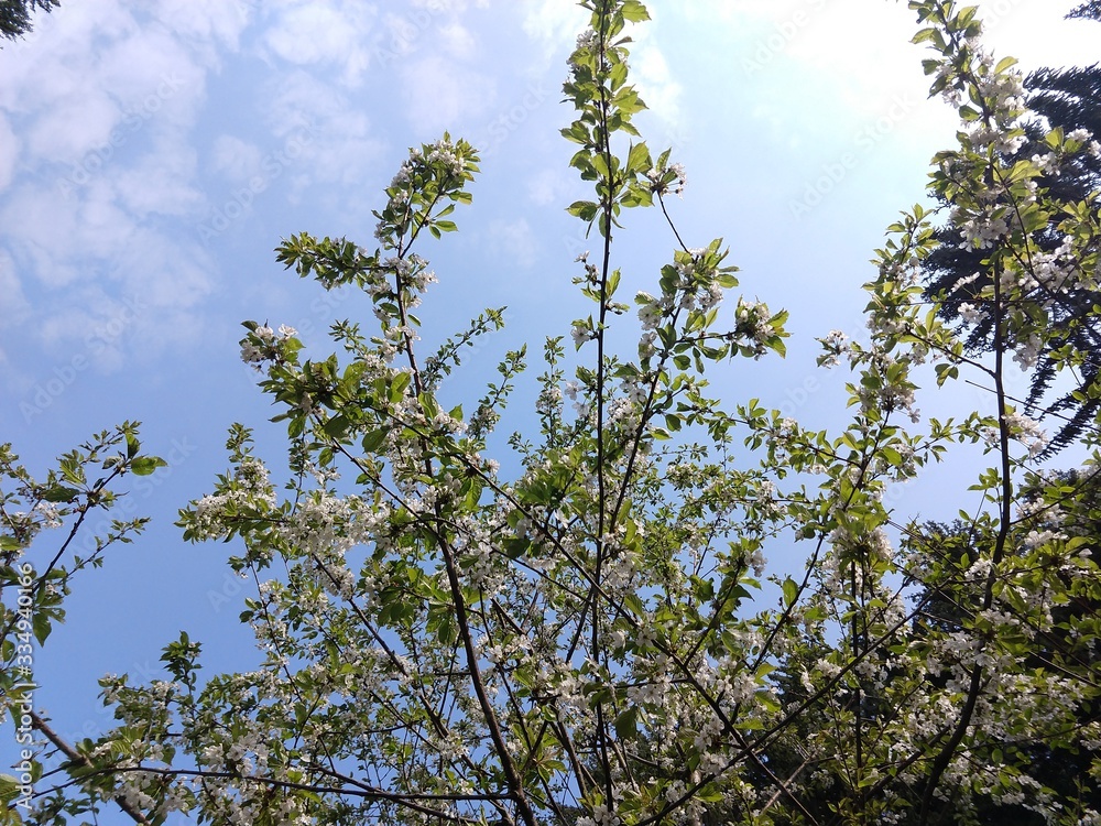 Spring tree flowering. White blooming tree. Slovakia Spring tree flowering. White blooming tree. Slovakia