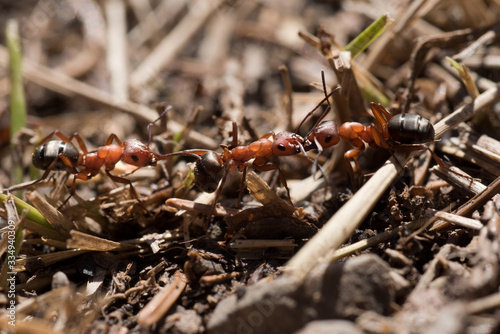 un litigio tra formiche in primavera © giovanni
