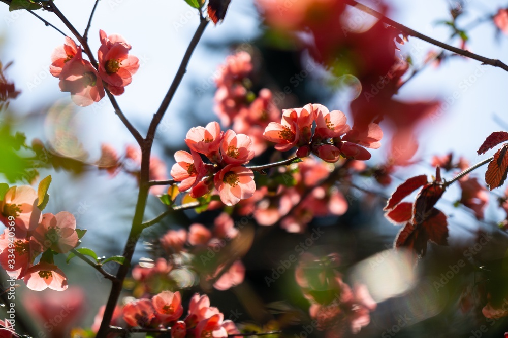 Spring tree flowering. Red and Pink flowers on blooming tree. Slovakia Spring tree flowering. Red and Pink flowers on blooming tree. Slovakia