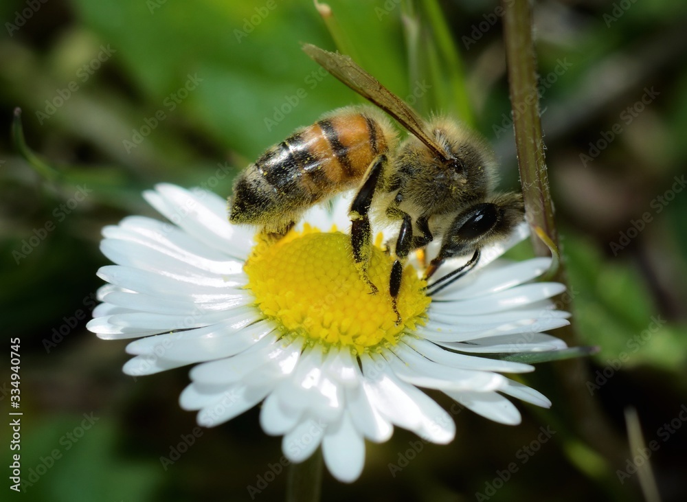 Close-up of honey bee pollinating on a daisy flower on blurred background Close-up of honey bee pollinating on a daisy flower on blurred background