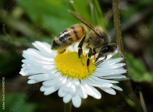 Close-up of honey bee pollinating on a daisy flower on blurred background 