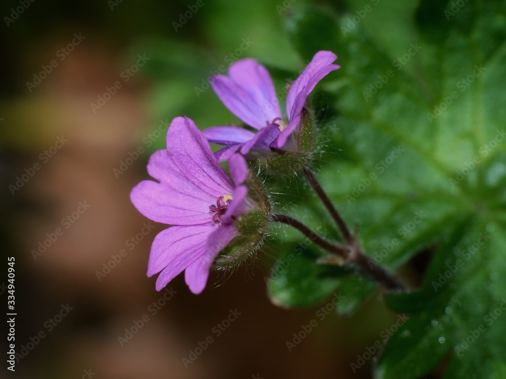 Close-up of purple flower in garden Close-up of purple flower in garden