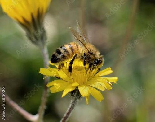 Close-up of honey bee pollinating on yellow dandelion flower © Paolo