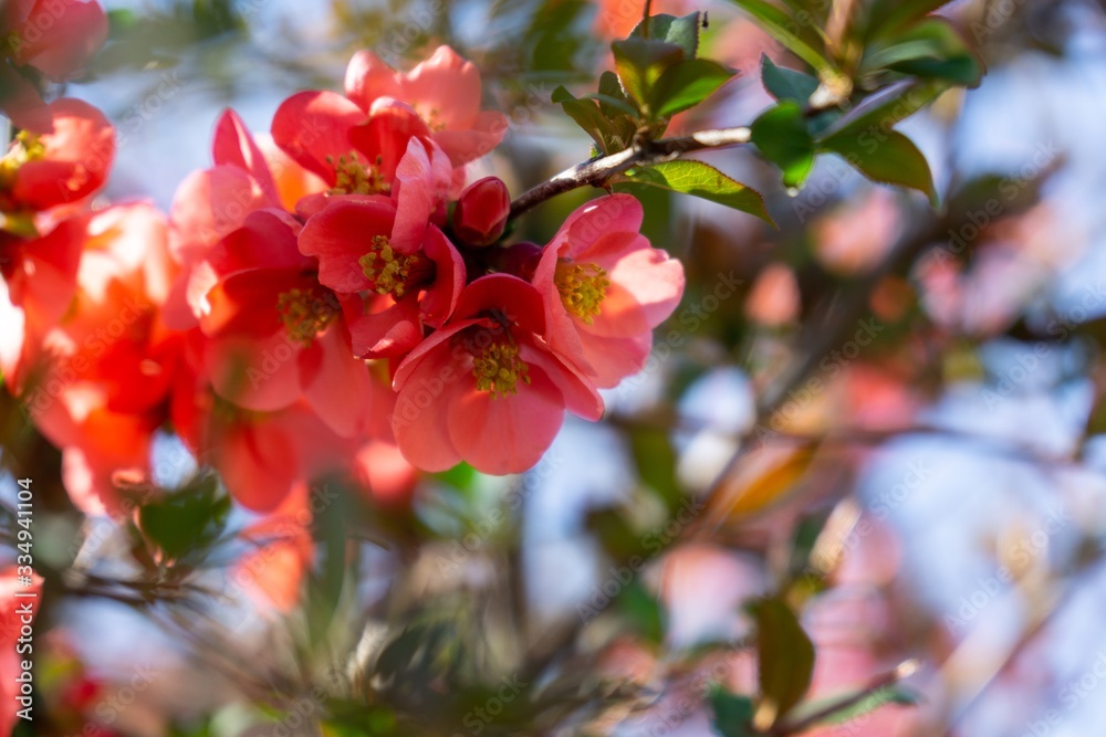 Spring tree flowering. Red and Pink flowers on blooming tree. Slovakia Spring tree flowering. Red and Pink flowers on blooming tree. Slovakia