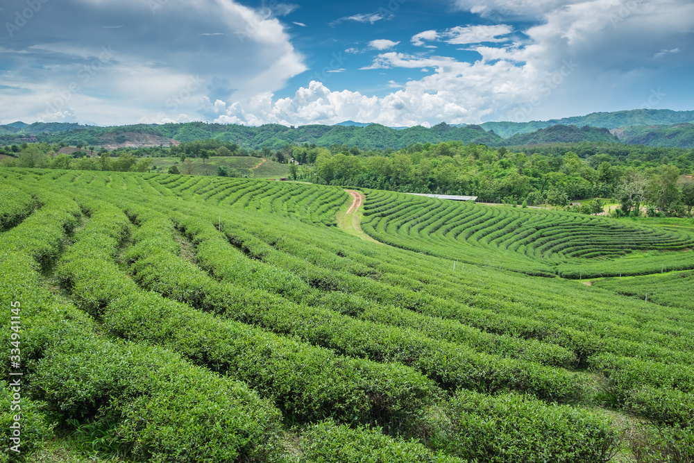 Green tea plantation landscape, in Thailand