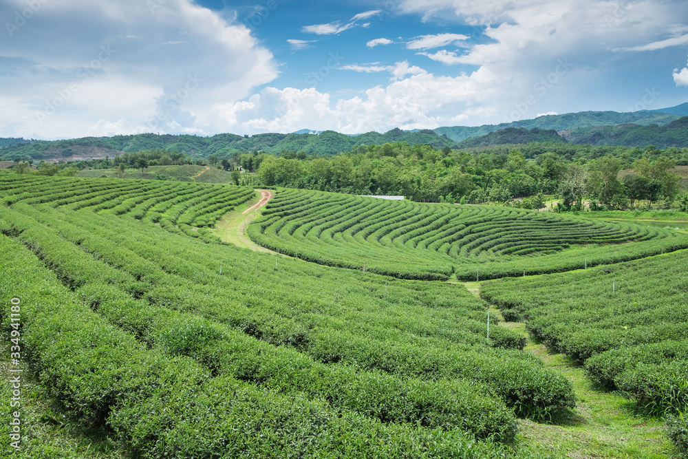 Green tea plantation landscape, in Thailand