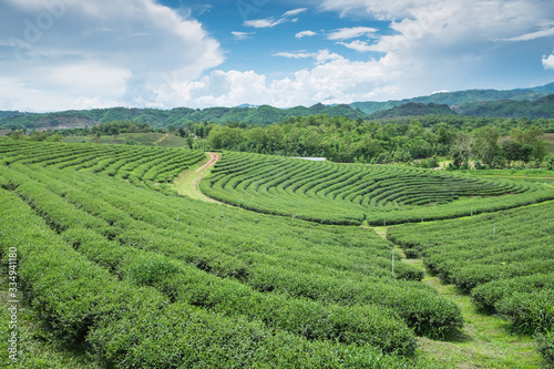 Green tea plantation landscape, in Thailand