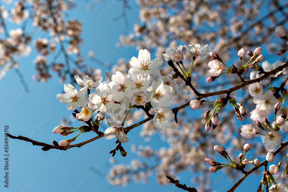 Start of blooming of cherry blossoms in Japan in early April Start of blooming of cherry blossoms in Japan in early April
