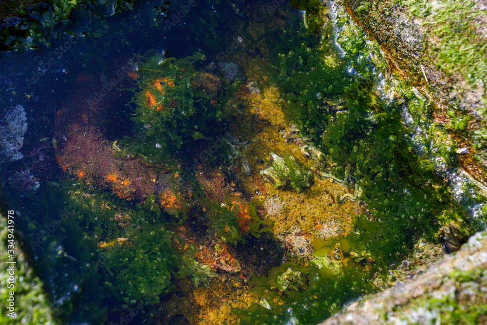 A puddle of sea with many creatures such as shellfish and seaweed A puddle of sea with many creatures such as shellfish and seaweed