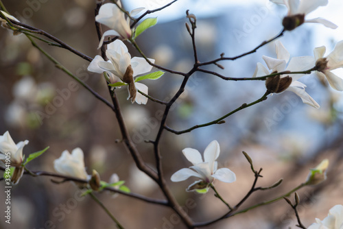 Springtime magnolia flowers blossom.