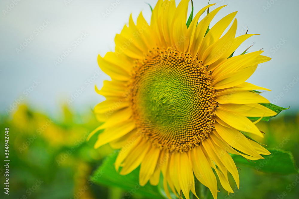 yellow bright sunflower stands in the field on a summer warm day yellow bright sunflower stands in the field on a summer warm day