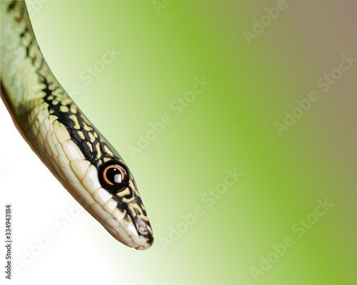 snake on white background