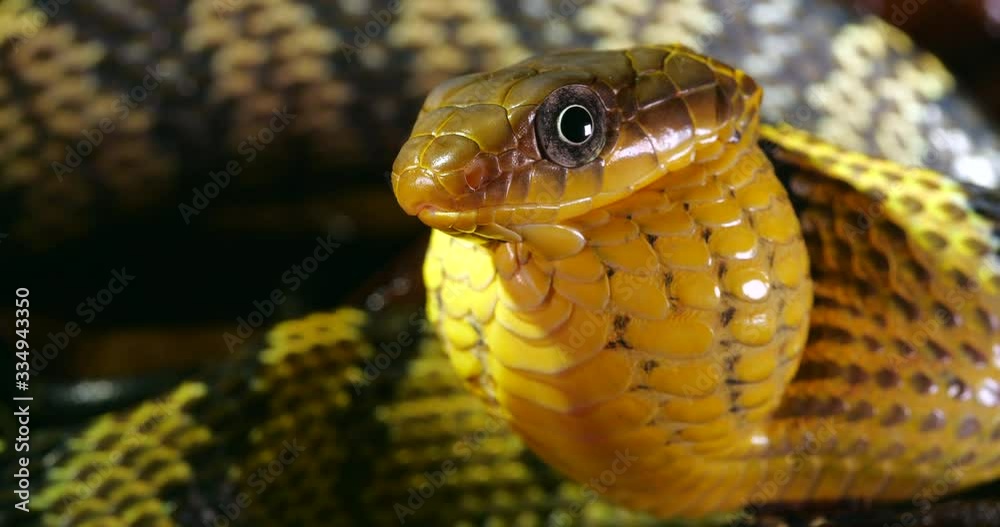Ze Snake Video „Yellow-bellied Puffing Snake (Spilotes sulphureus) with neck ...