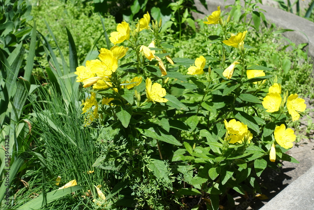 Container with yellow flowers of evening primrose in June