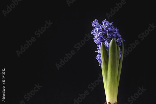 Greeting card Beautiful purple hyacinth flower on black background. 