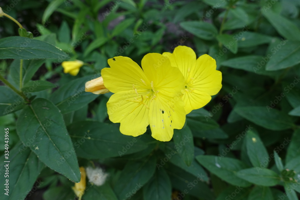 Pair of yellow flowers of evening primrose in June Pair of yellow flowers of evening primrose in June