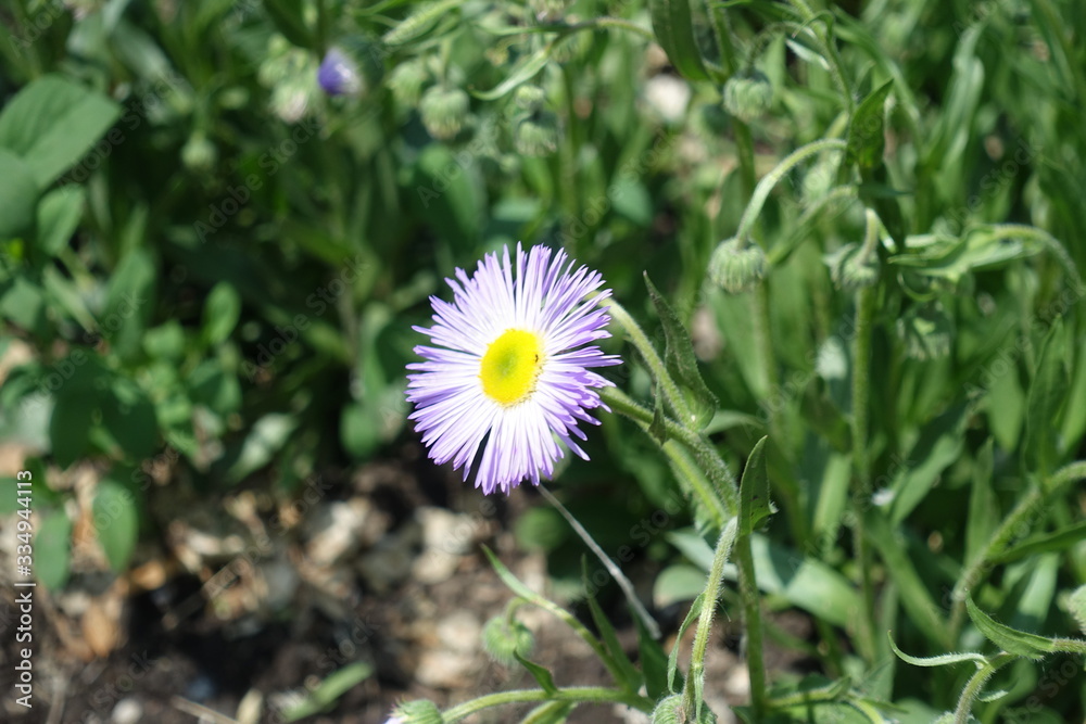 A flower head of violet Erigeron speciosus in May