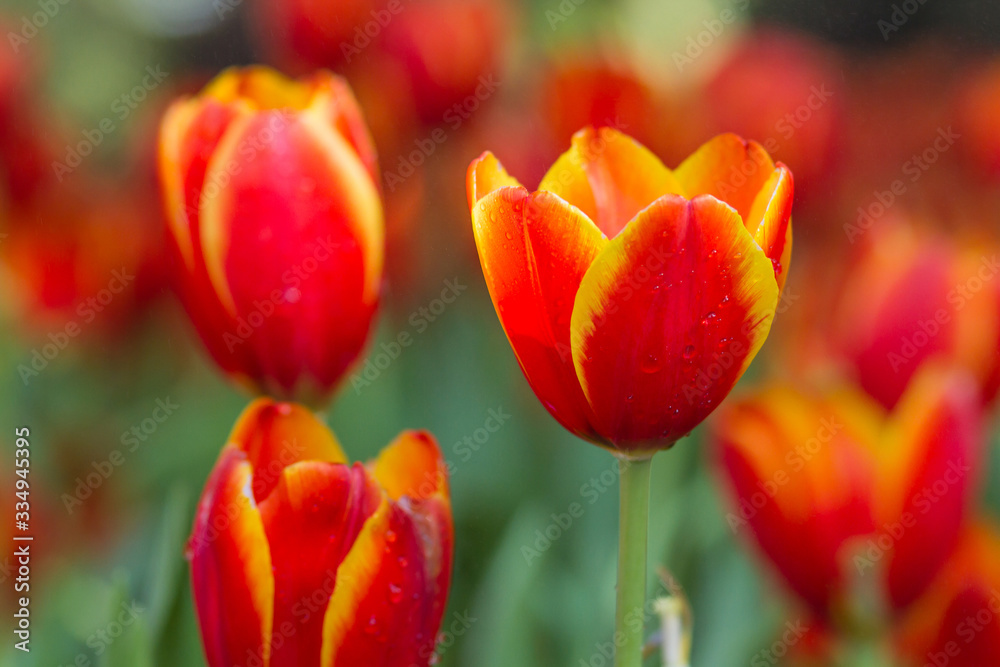 Orange tulips with water drops Orange tulips with water drops