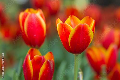 Orange tulips with water drops