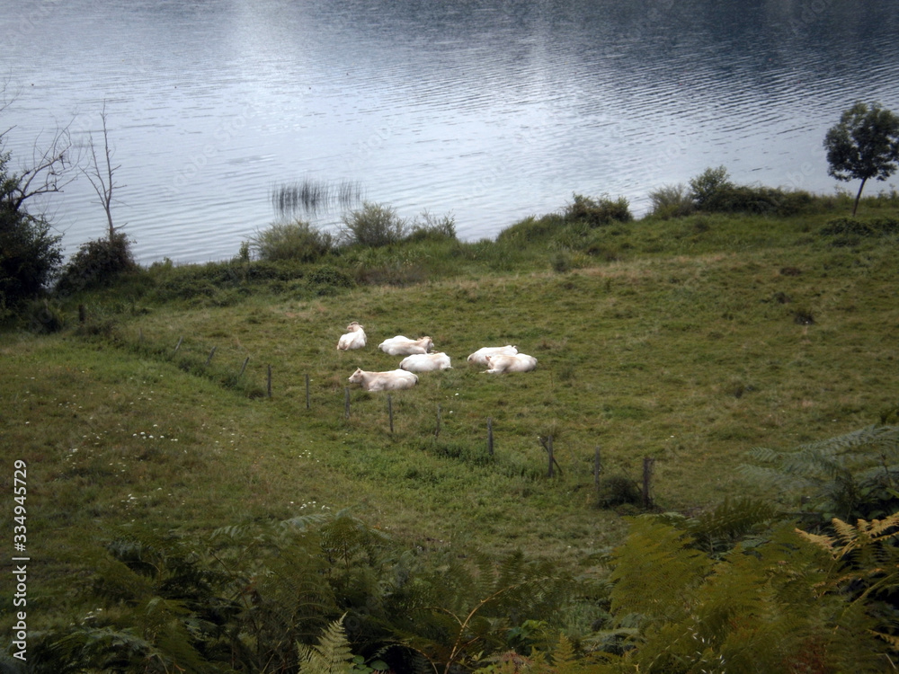 flock of cows in a field beside a lake