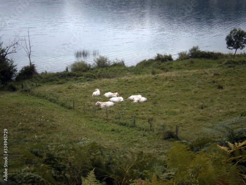 flock of cows in a field beside a lake © Lucille Cottin