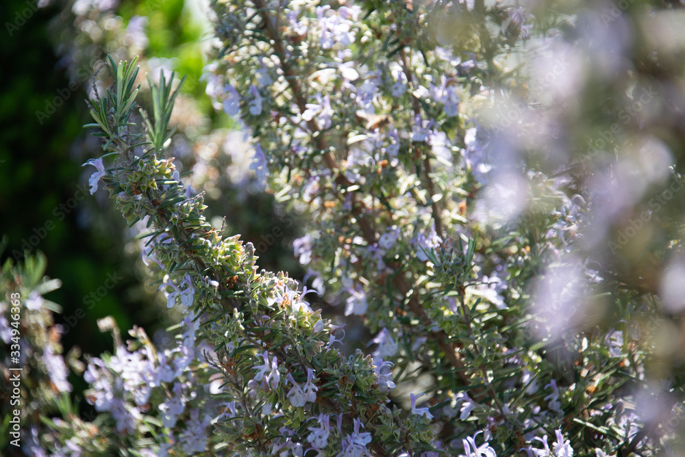 erbe aromatiche e rosmarino fiorito in una giornata estiva e soleggiata in Toscana erbe aromatiche e rosmarino fiorito in una giornata estiva e soleggiata in Toscana