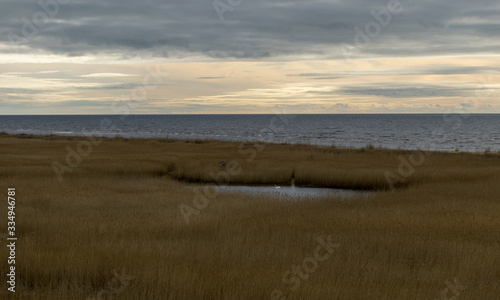 seaside meadow in spring