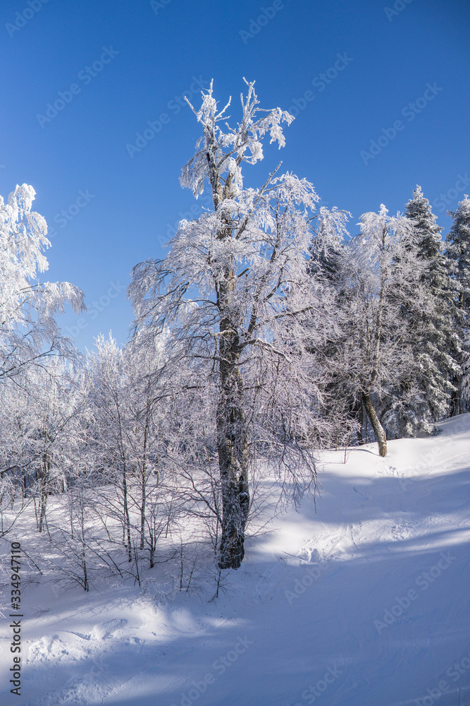 Obraz premium Snowy trees on mountain