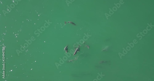 Drone footage of a pod of dolphins swimming. Captured in Arniston, South Africa. photo