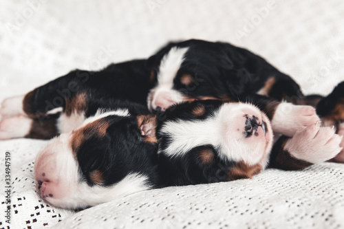 Little puppy of Bernese Mountain Dog in bed. Cute animals © Svetlana