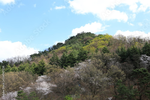 산에 벚꽂이 핀 아름다운 봄풍경 © 재봉 황