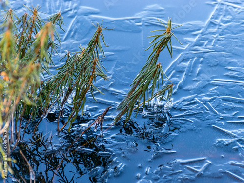 bog landscape in early spring, bog grass frozen in ice photo