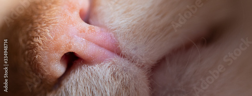 Cat nose texture macro web banner. Cute pink and freckled pets nose and mouth details, selective focus, soft ginger red fur