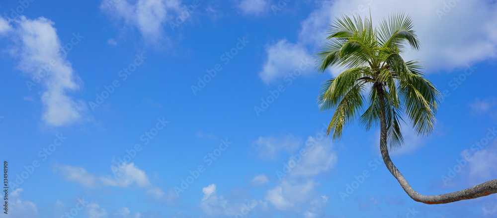 Fototapeta premium A tropical palm tree and blue sky with white clouds in background, natural scene, French Polynesia, Oceania