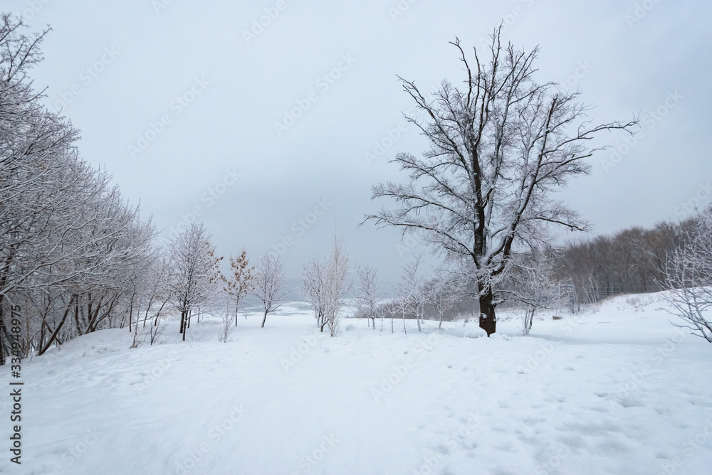 Winter landscape, trees in the snow near a frozen river after a heavy snowfall.