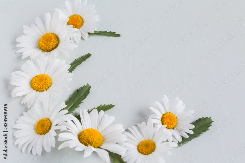 Obraz premium corner composition of large and white chamomile flowers on a white background with a copy of the space