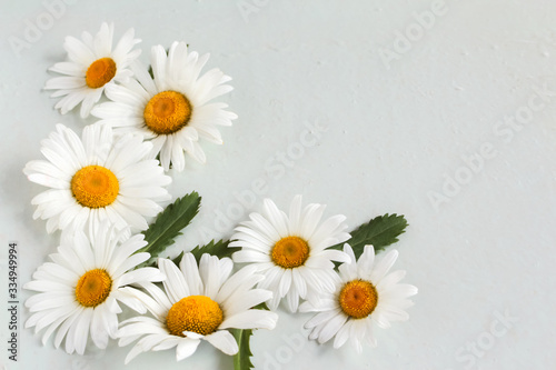 corner composition of large and white chamomile flowers on a white background