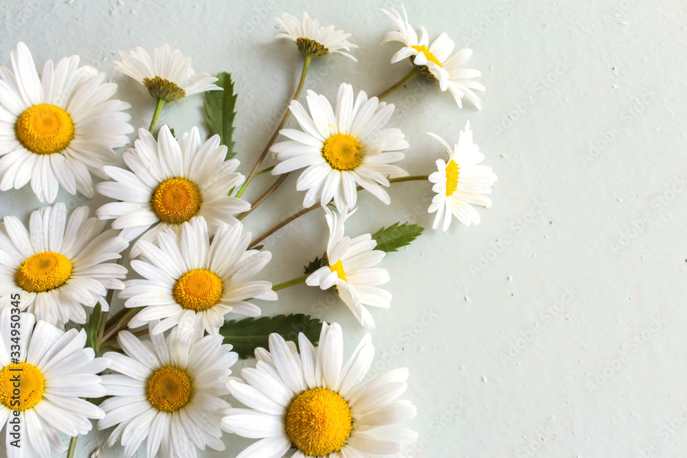 Obraz premium corner composition of daisies on a light background with a copy of the space