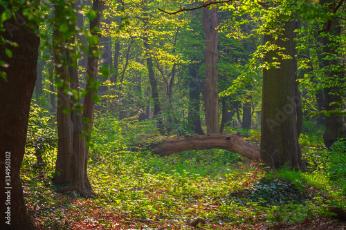 Fototapeta Naklejka Na Ścianę i Meble -  Highgate Wood in North London, England