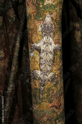 New Caledonian giant gecko / Neukaledonischer Riesengecko (Rhacodactylus leachianus), Île des Pins, New Caledonia / Neukaledonien