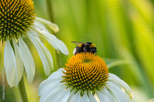 Hummel auf Sonnenhut