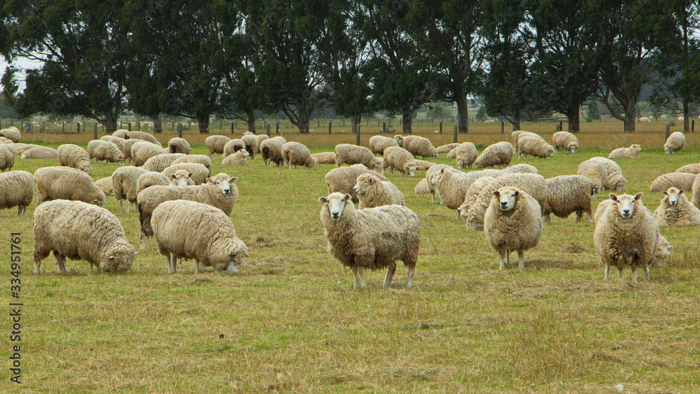 Fototapeta premium Sheep on a pasture near Riverton,Southland on South Island of New Zealand 