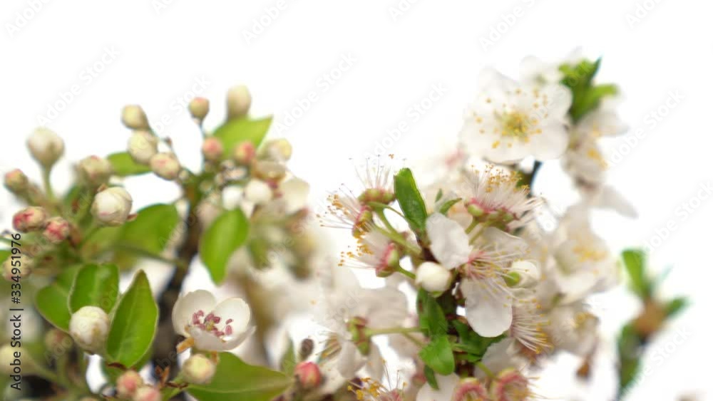 White flower branch rotate with flowerpot on white background. Close up shot. Excellent spring and art icon. White flower branch rotate with flowerpot on white background. Close up shot. Excellent spring and art icon.