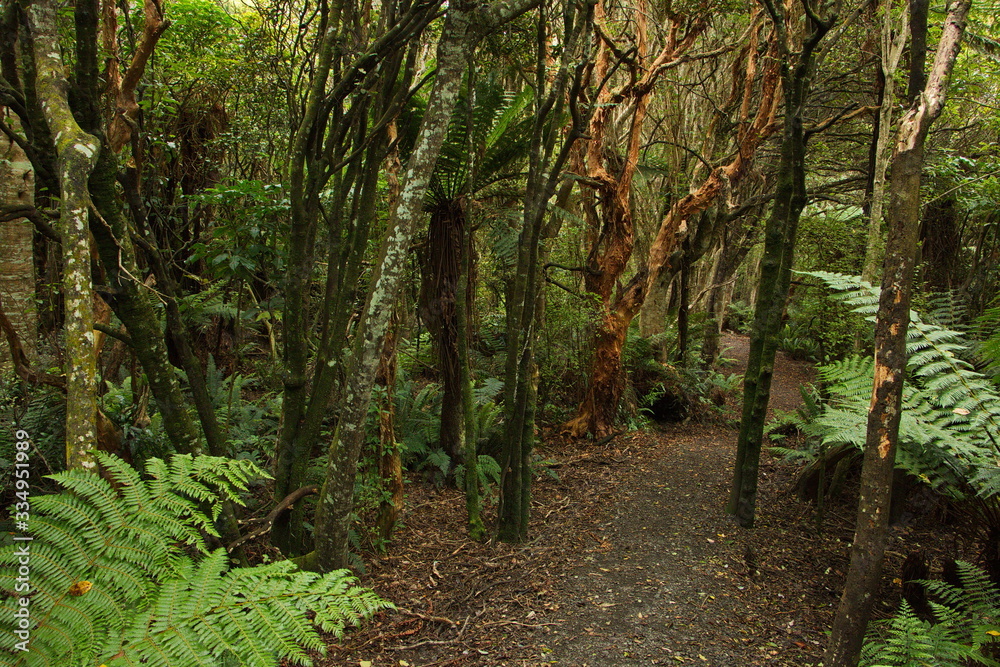 Fototapeta premium Mores Lookout Track in Riverton,Southland on South Island of New Zealand 