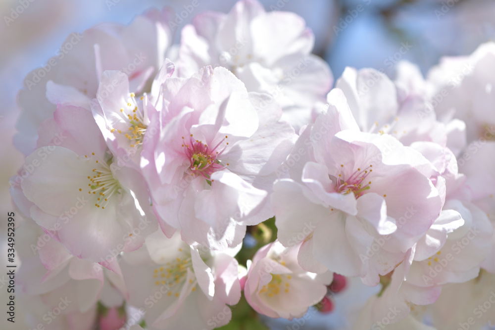 ふうんわり美しい、ほんのりピンクの桜の花 ふうんわり美しい、ほんのりピンクの桜の花