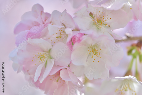 ふうんわり美しい、ほんのりピンクの桜の花