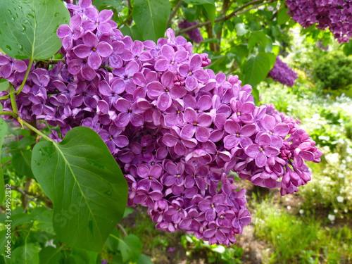 Purple lilac flowers for background  Syringa vulgaris . Spring lilac violet flowers. Blooming gardens  abstract soft floral background. Closeup  selective focus.