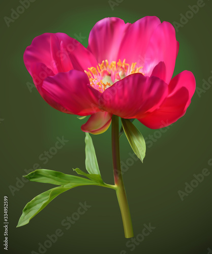 Pink peony flower with leaf