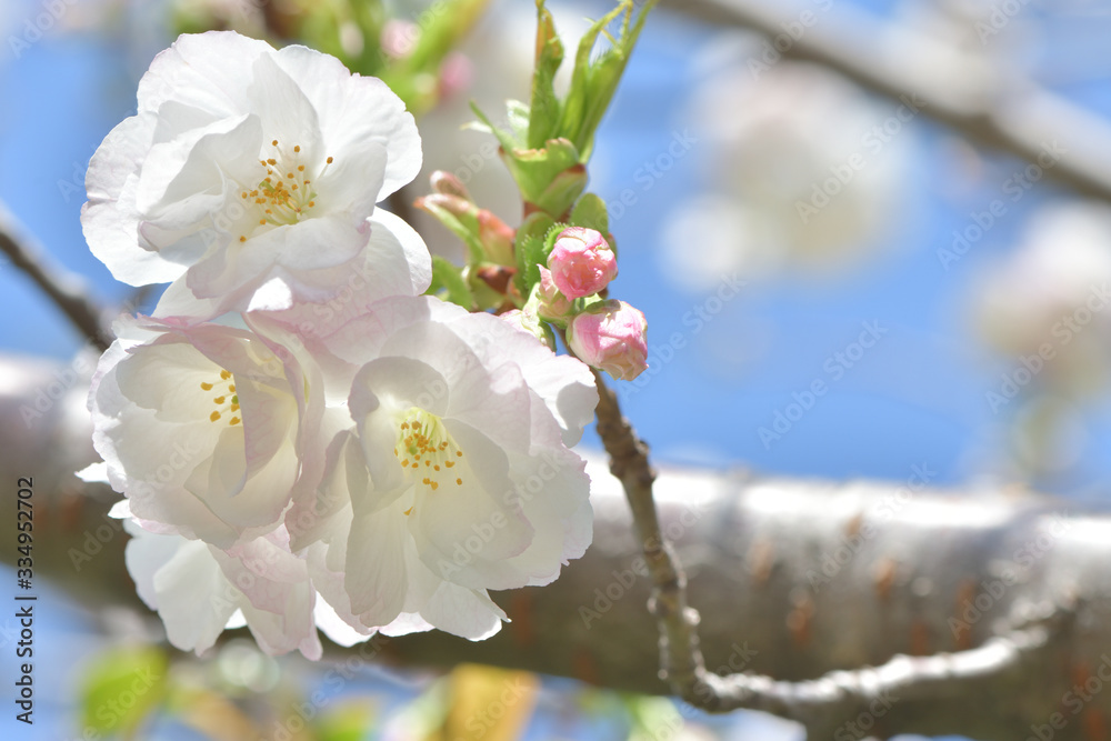 青空に咲く満開の春の桜の花 青空に咲く満開の春の桜の花