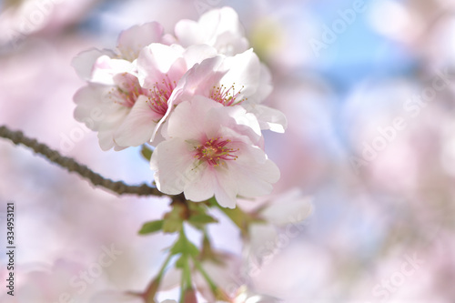 ふうんわり美しい、ほんのりピンクの桜の花